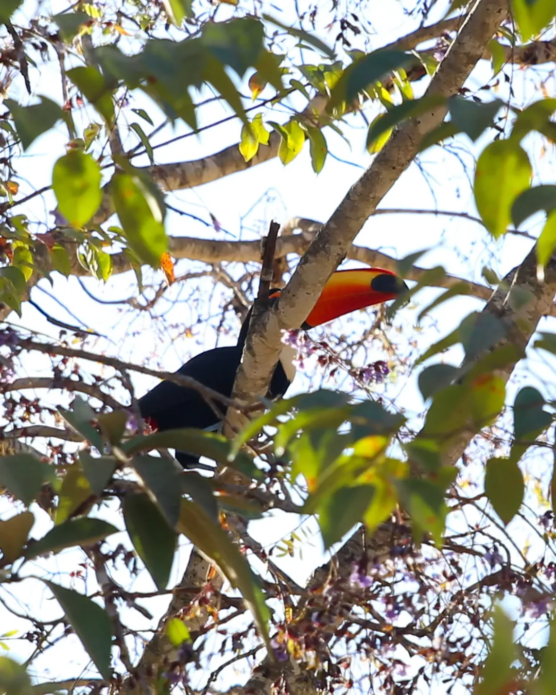 Tucano na mata do Parque Nacional da Chapada dos Veadeiros